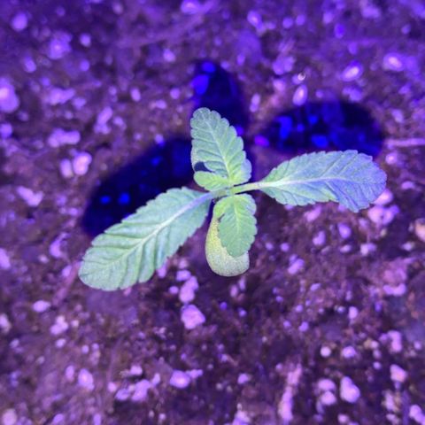 Cookies N Cream growlog timeline photo