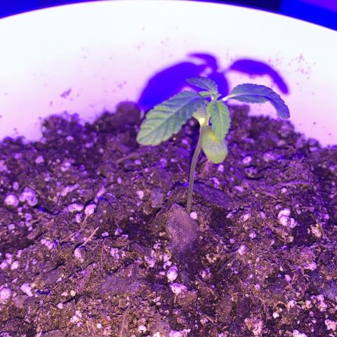 Cookies N Cream growlog timeline photo