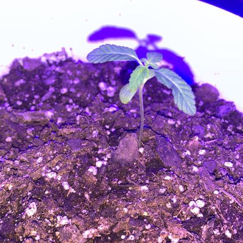 Cookies N Cream growlog timeline photo