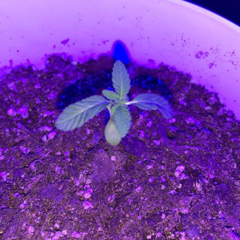 Cookies N Cream growlog timeline photo