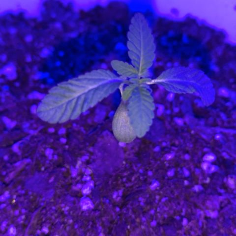 Cookies N Cream growlog timeline photo