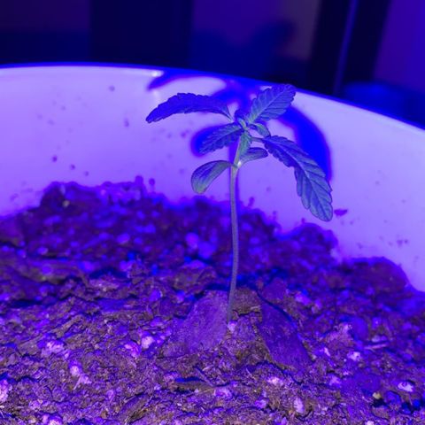 Cookies N Cream growlog timeline photo