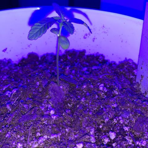 Cookies N Cream growlog timeline photo