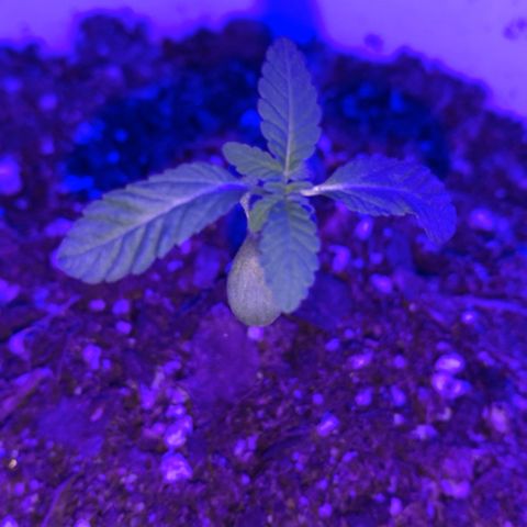 Cookies N Cream growlog timeline photo