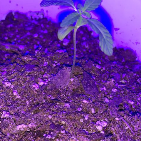 Cookies N Cream growlog timeline photo