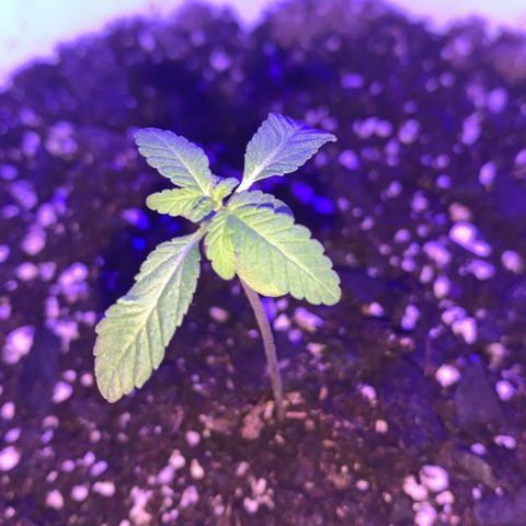 Cookies N Cream growlog timeline photo