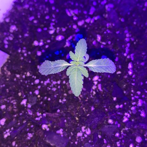 Cookies N Cream growlog timeline photo