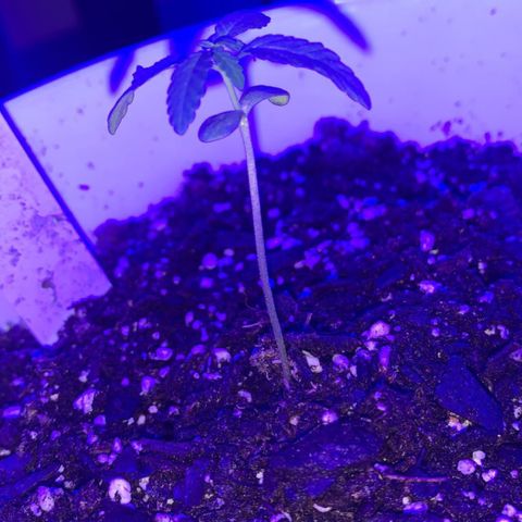 Cookies N Cream growlog timeline photo