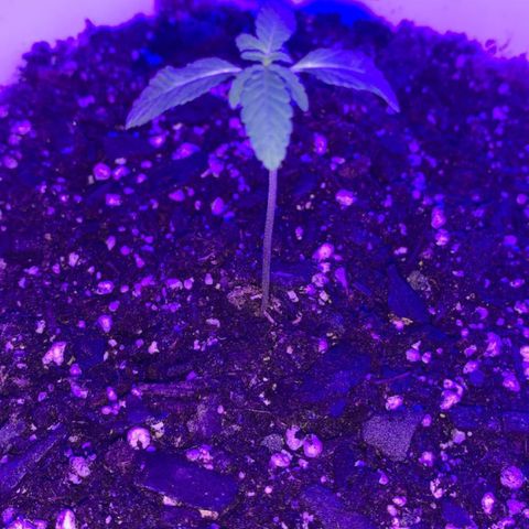 Cookies N Cream growlog timeline photo