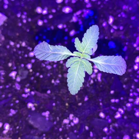 Cookies N Cream growlog timeline photo