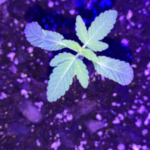 Cookies N Cream growlog timeline photo