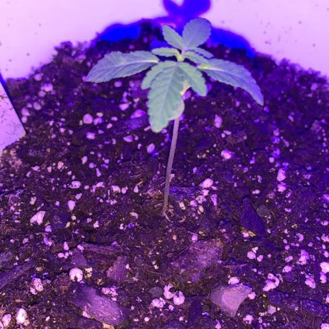 Cookies N Cream growlog timeline photo