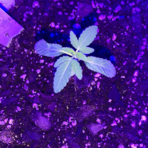 Cookies N Cream growlog timeline photo