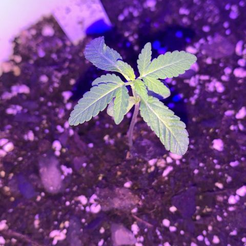 Cookies N Cream growlog timeline photo
