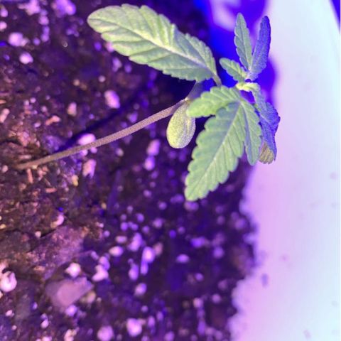 Cookies N Cream growlog timeline photo
