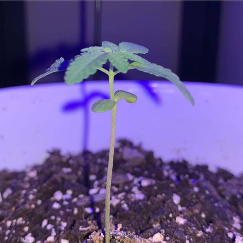 Cookies N Cream growlog timeline photo