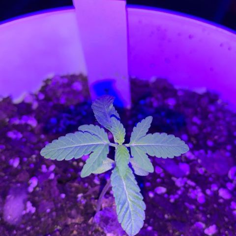 Cookies N Cream growlog timeline photo