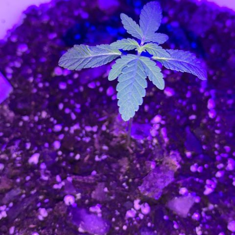 Cookies N Cream growlog timeline photo