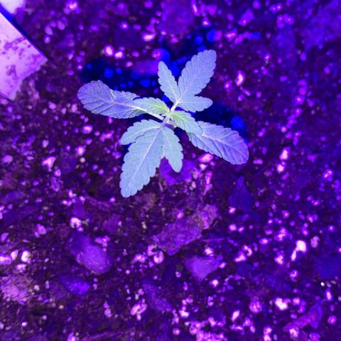 Cookies N Cream growlog timeline photo