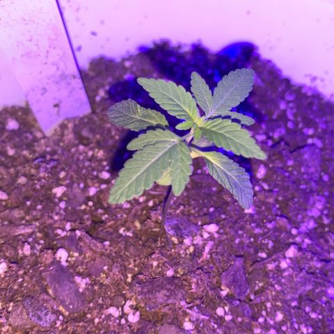 Cookies N Cream growlog timeline photo