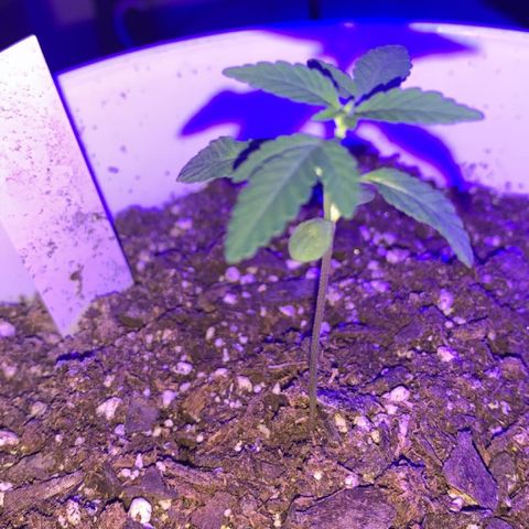 Cookies N Cream growlog timeline photo