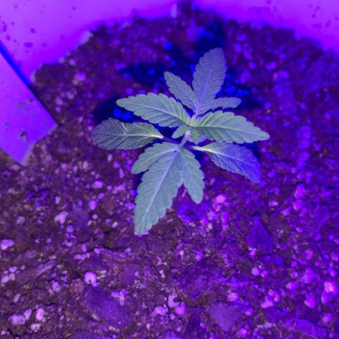 Cookies N Cream growlog timeline photo