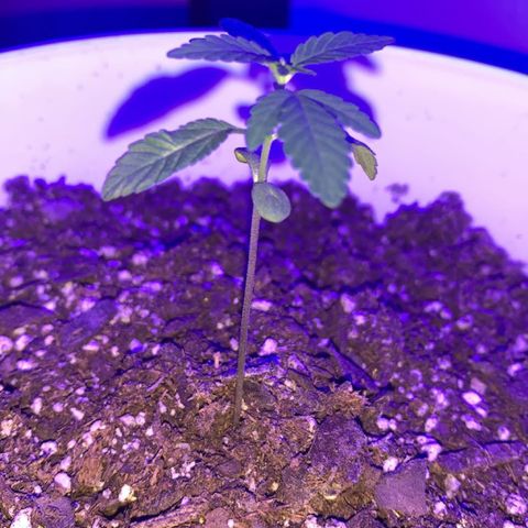 Cookies N Cream growlog timeline photo