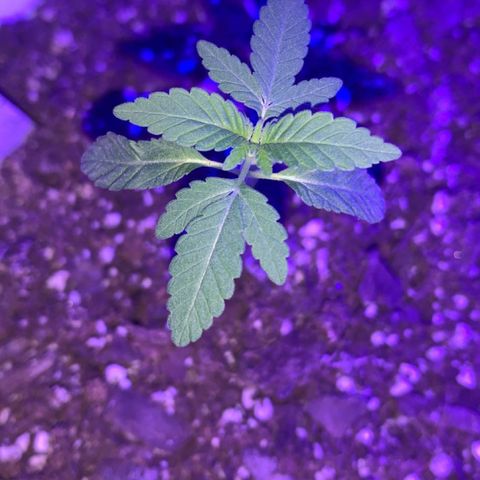 Cookies N Cream growlog timeline photo