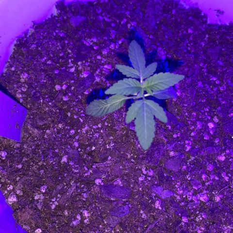 Cookies N Cream growlog timeline photo