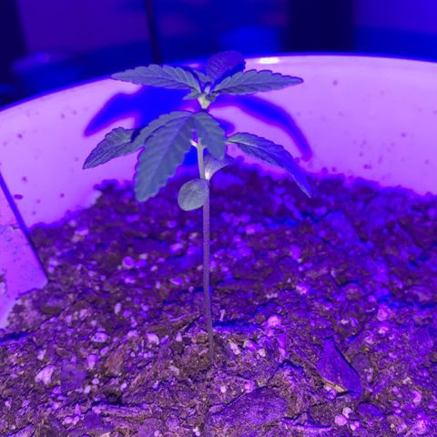 Cookies N Cream growlog timeline photo