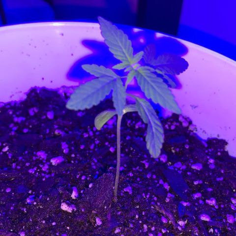 Cookies N Cream growlog photo: End of day