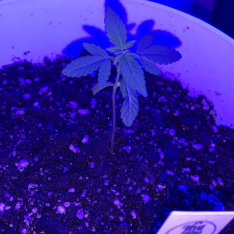 Cookies N Cream growlog photo: End of day