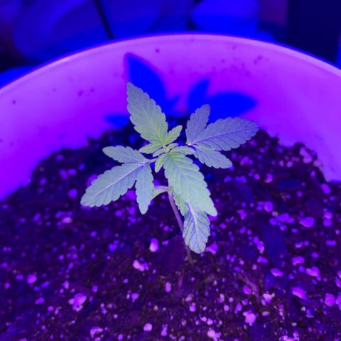 Cookies N Cream growlog photo: End of day