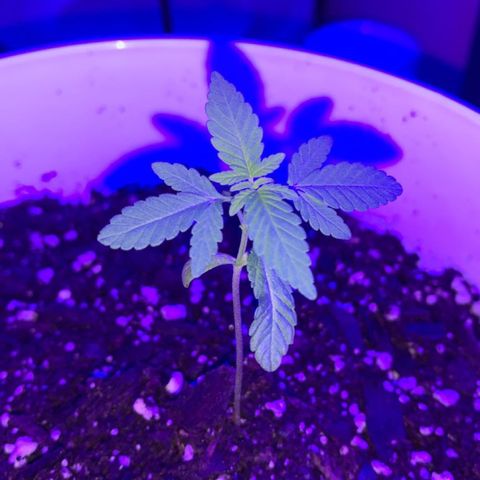 Cookies N Cream growlog photo: End of day