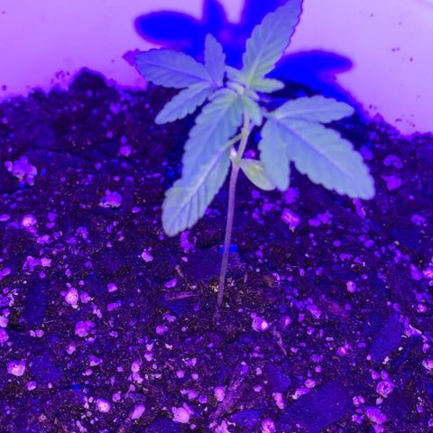 Cookies N Cream growlog photo: End of day