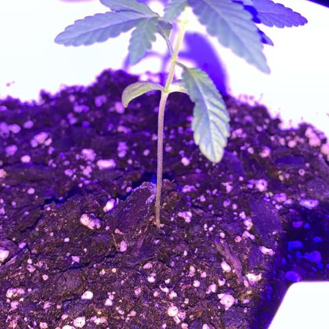 Cookies N Cream growlog timeline photo