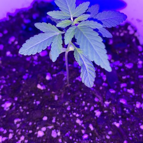 Cookies N Cream growlog timeline photo