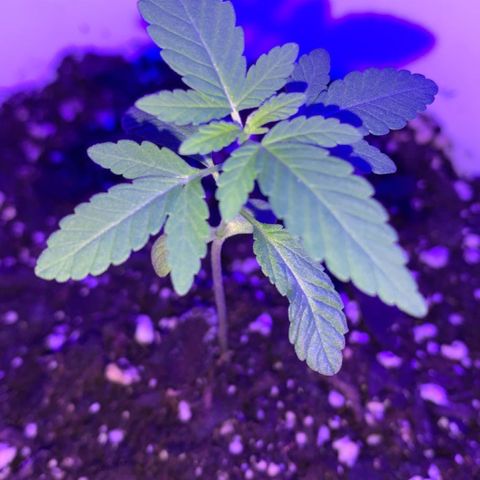 Cookies N Cream growlog timeline photo
