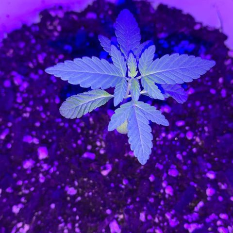 Cookies N Cream growlog timeline photo