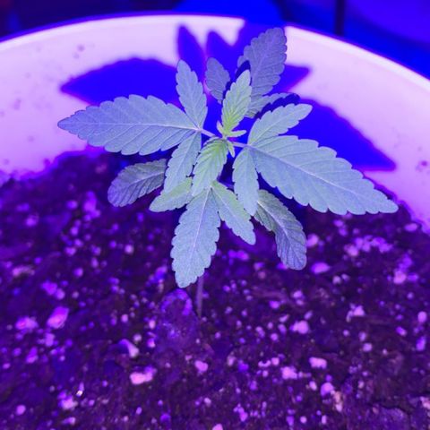 Cookies N Cream growlog timeline photo