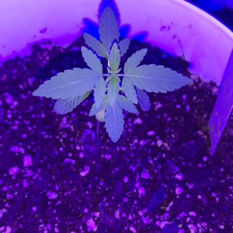 Cookies N Cream growlog timeline photo