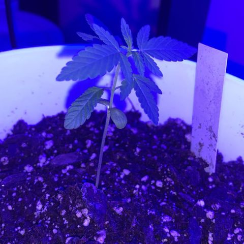Cookies N Cream growlog timeline photo