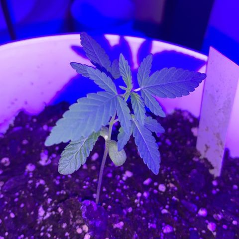 Cookies N Cream growlog timeline photo
