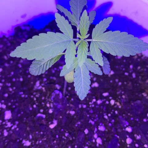 Cookies N Cream growlog timeline photo