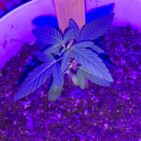 Cookies N Cream growlog timeline photo