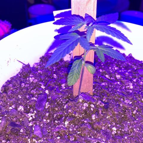 Cookies N Cream growlog timeline photo