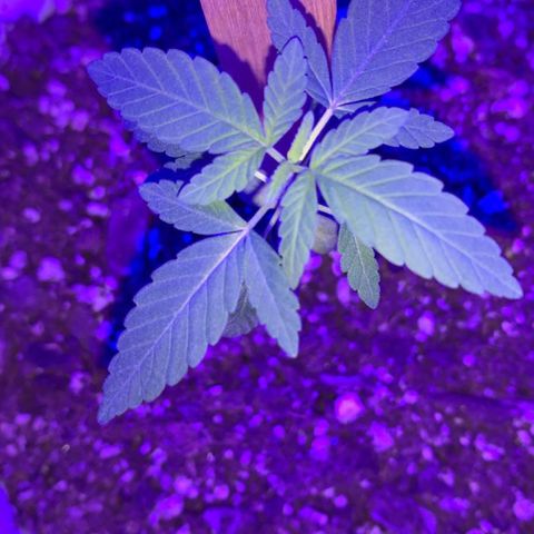 Cookies N Cream growlog timeline photo