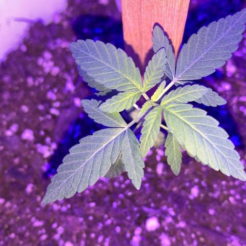 Cookies N Cream growlog timeline photo