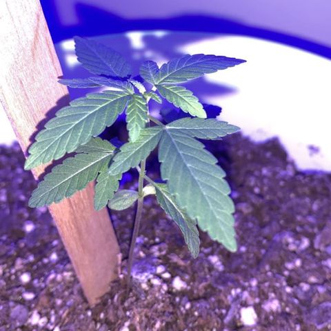 Cookies N Cream growlog timeline photo