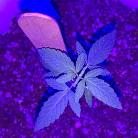 Cookies N Cream growlog timeline photo